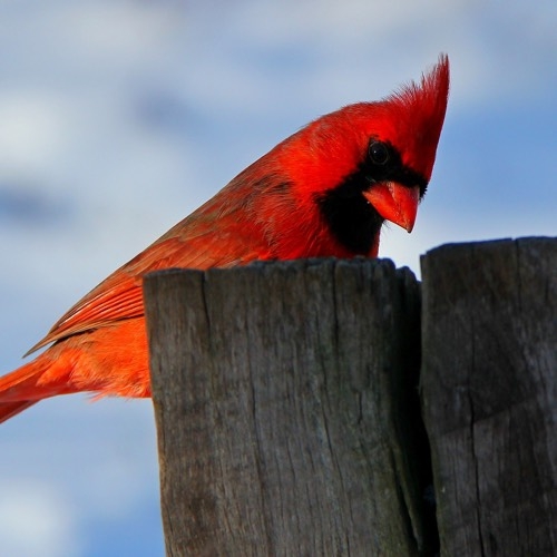 Wild Bird