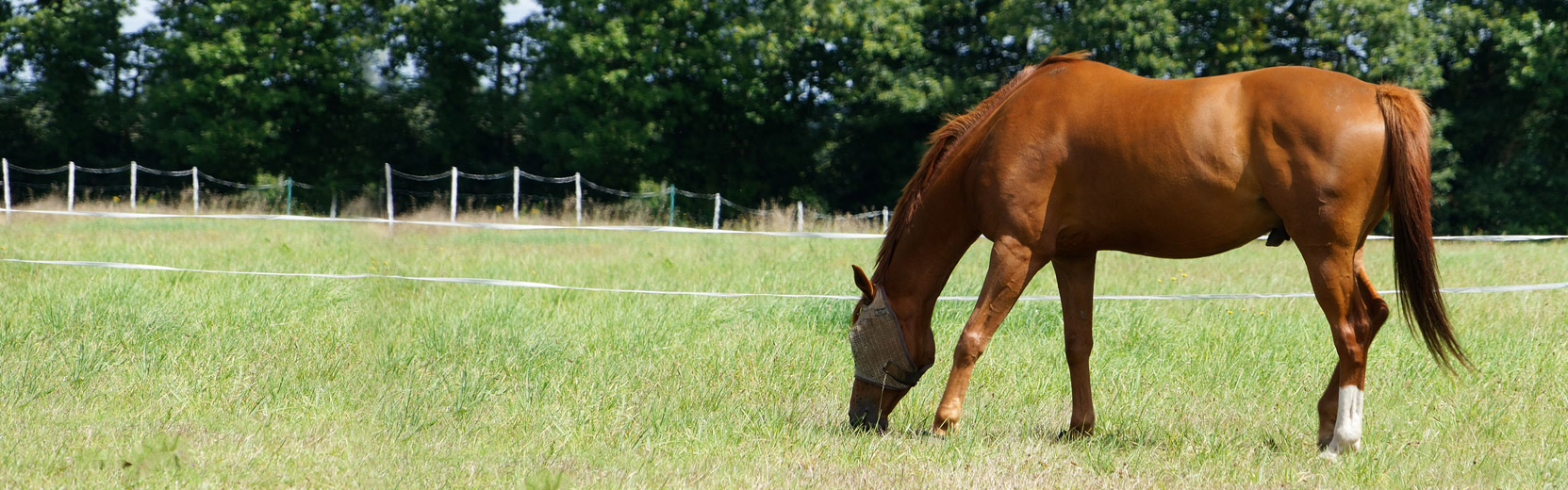 Shop Local or Shop Online at Clyde's Feed & Animal Center Pet Food, Pet Supplies, Equine