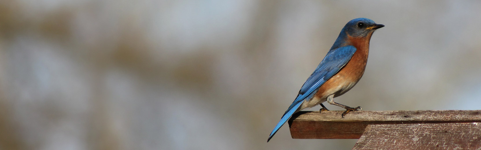 Shop Local or Shop Online at Clyde's Feed & Animal Center Pet Food, Pet Supplies, Equine