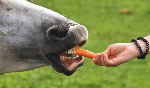 When Should I Have My Horse’s Teeth Floated?