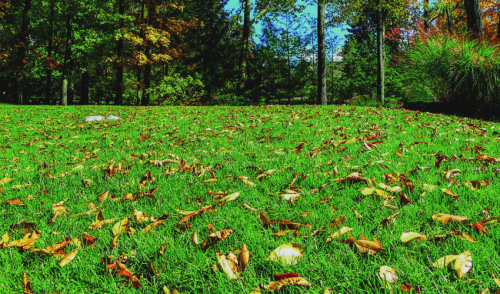 Don't Forget to Fertilize Your Lawn This Fall
