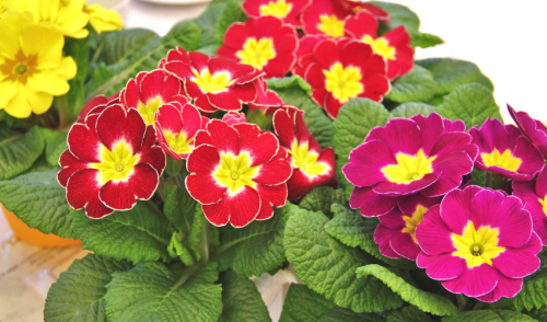 Caring for Your Potted Primrose