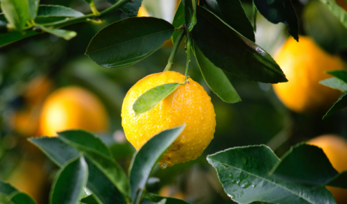 Indoor Citrus Care for Winter