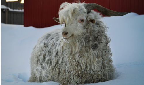 Preparing and Caring for Goats in Winter
