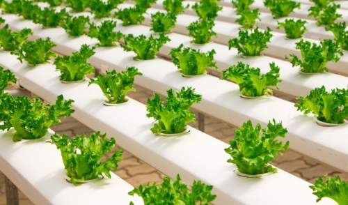 Caring for a Hydroponic Garden