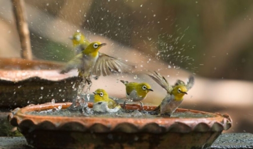 birds in bird bath