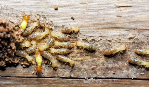 Termites