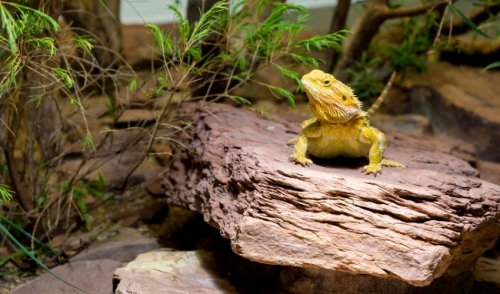 Lizard In Tank
