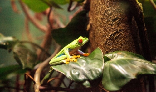 Frog Care