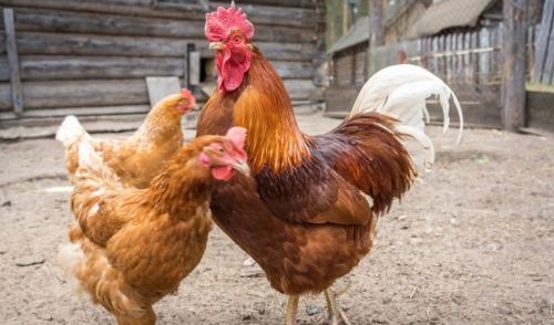 Tips on Rooster Care