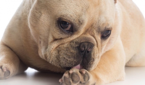 Reasons Your Dog Licks Excessively – And What to Do About It