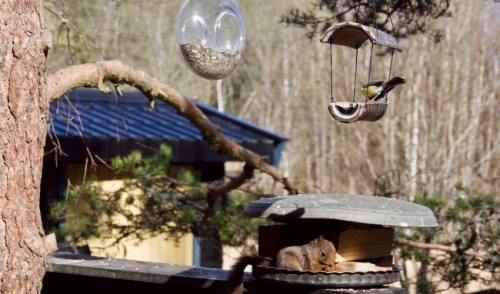 How to Keep Birds and Squirrels Happy