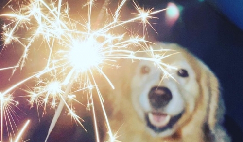 Calming Pets During Fireworks