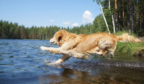 Dangers of Fresh Water Swimming With Your Pets – What You Should Know About Blue Algae