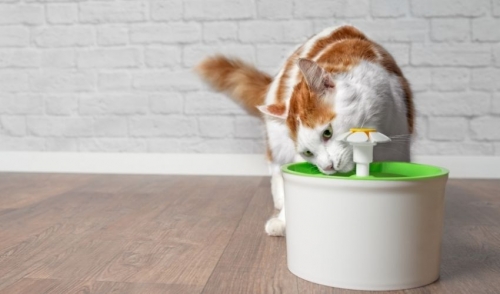 Why Is Water Critical for Your Pet’s Health?
