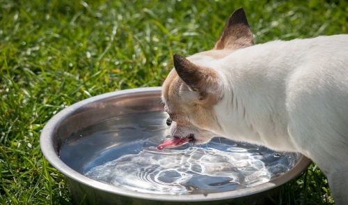 Can You Recognize the Signs of Dehydration in Animals?