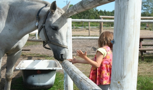 Choosing The Right Feed For Your Equine