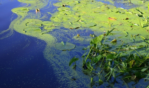 Pond Algae and Water Clarity Issues