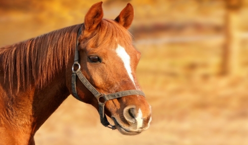 Why Vaccines Matter for Horse Health