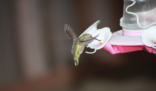 Tips for Placing Your Hummingbird Feeder