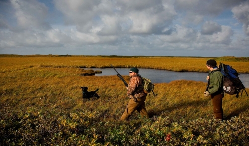 How To Pick The Right Puppy For your Next Hunting Dog