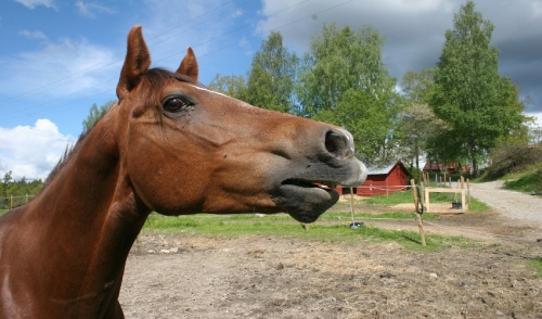 Detecting Heat Stroke In horses 