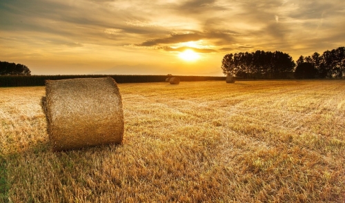 Growing, Harvesting and Baling Your Own Hay