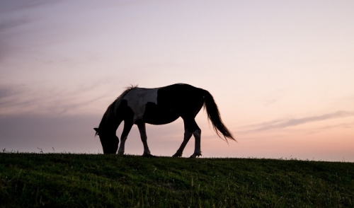 How Climate Change Effects Horses – And How to Tame It
