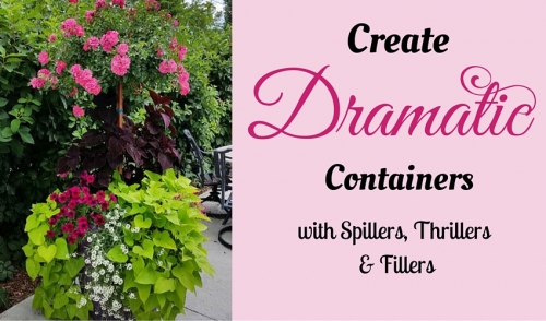 Create Dramatic Containers With Spillers, Thrillers and Fillers