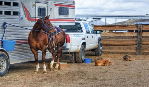 How to Solve Trailer Loading Issues with Your Horse