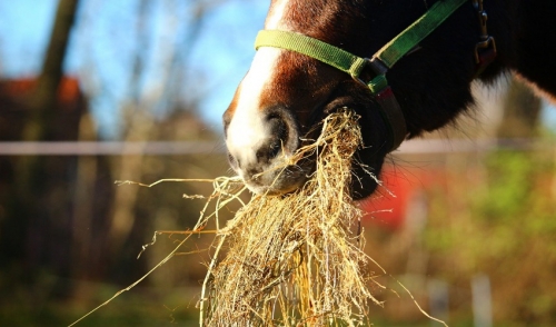 Overcome Your Horse's Picky Eating