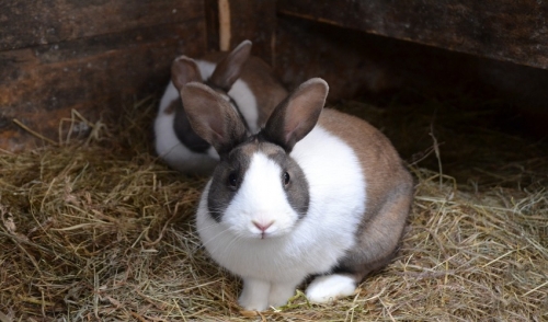Preventing Your Rabbit From Over Heating