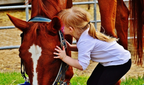 Earning the Love and Respect of Your Horse