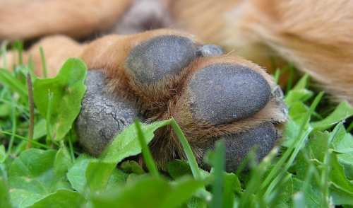 Tips for Taking Care of Your Dog's Paws