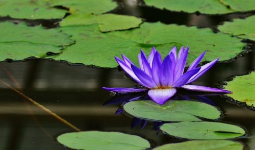 Tips for Adding Plants to Your Pond