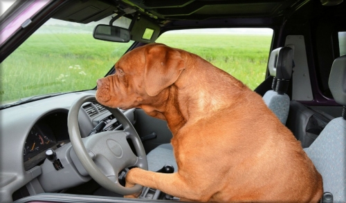 Tips for Traveling with Dogs in Cars