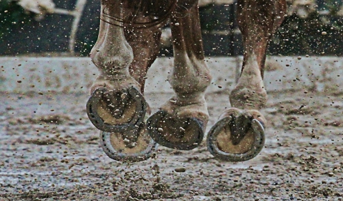 Caring for Your Horse's Hooves in Wet Conditions