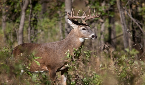 Picking The Right Spot For Your Food Plot