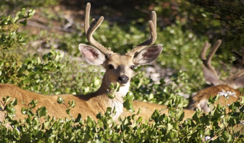 Strategies and Tips for Hunting Whitetails