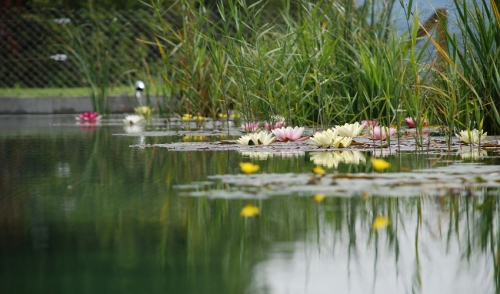 Closing Time: Shut Down Your Pond Easily and Safely