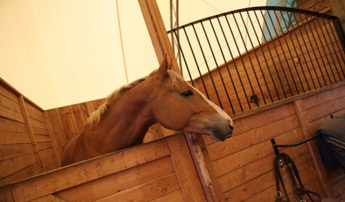 Choosing Bedding For Horse Stalls