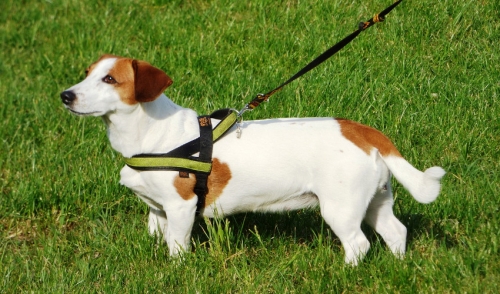 Troubles Getting Your Dog Walking On a Leash? Here's What To Do!