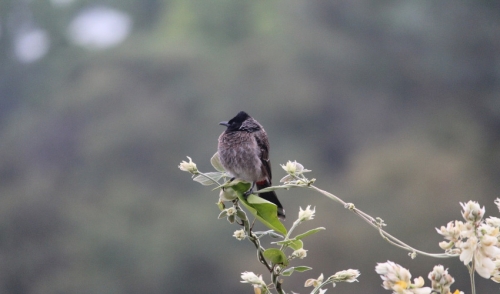 How to Use Flowers to Attract Different Types of Wild Birds