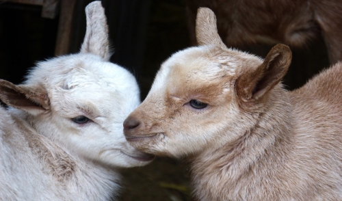 A Beginner's Guide to Raising Goats