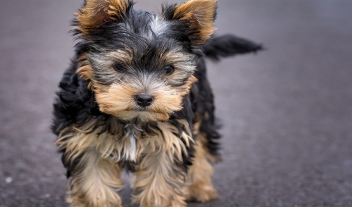 Training Your Dog Not To Bark
