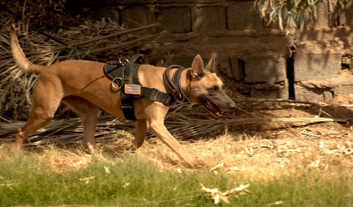 America’s Most Elite Working Dogs