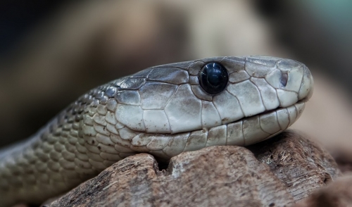 How to Breed Snakes