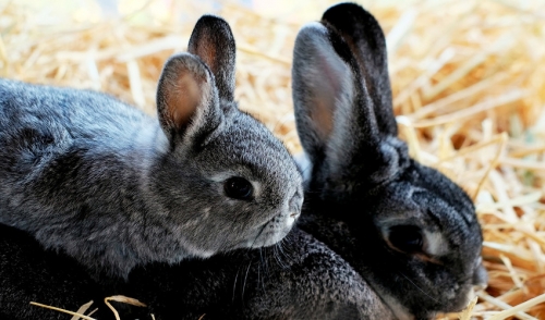 Caring for Pet Rabbits