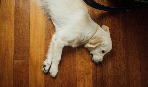 Best Flooring Options for Pet Owners
