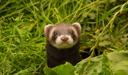 Caring for Your Ferret